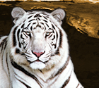 About the White Tiger Icon